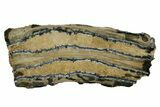 Mammoth Molar Slice With Case - South Carolina #377849-1